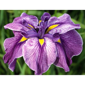 Ԃ̕c/niVEuiԏҊjF̐imCY~j3|bg