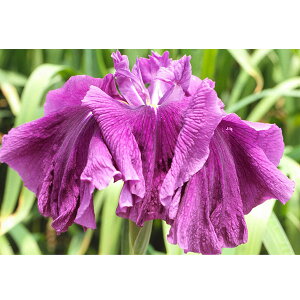 Ԃ̕c/niVEuiԏҊjF́Xi}CVEWEj3|bg