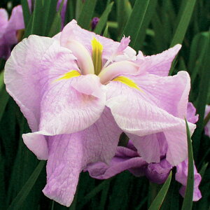 Ԃ̕c/niVEu(ԏҊ)FցiTNcoLj3|bg