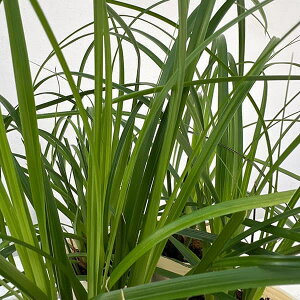 Ԃ̕c/JbNXFI[ubNX 2.5|bg