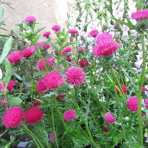 Ԃ̕c/AU~FԉԁiNo3j3|bg 12Zbg