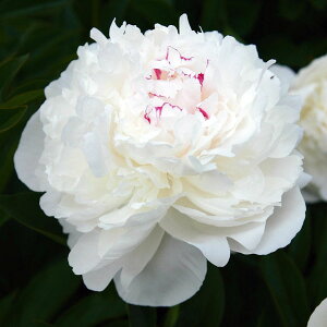 Ԃ̕c/VNNi䉖jFeh[4|bg