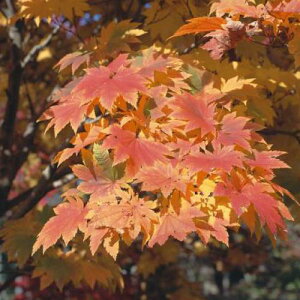 Ԗ ؂̕c/~WiJGfjFi߂j3.5|bg