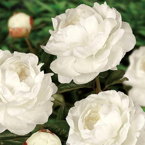 Ԃ̕c/VNNi䉖jFGUTX4|bg