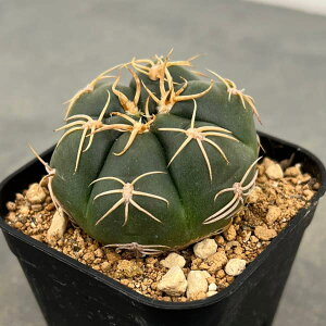 ϗtA/MmJLEFJCIE}iCہj2.5