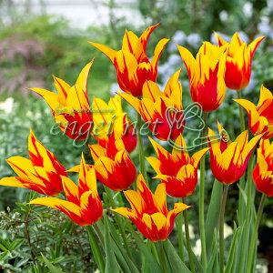 /`[bvFt@CA[ECOX@10Zbg