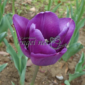 /`[bvFiނ炳傤j@10ZbgiTj