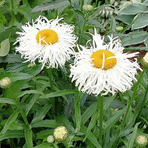 Ԃ̕c/VX^[f[W[ FXm[htg3-3.5|bg