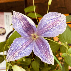 N}`X̕c/N}`XFJX~ij4O|bgiWbN}j[n)