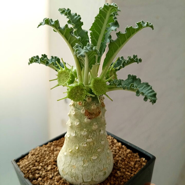 楽天市場】観葉植物/[棚卸セール]ドルステニア：ラブラニー 7cm角鉢 