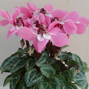 Ԃ̕c/VNFX[p[WbNXsN3|bg