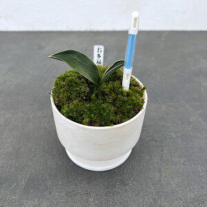 ϗtA/IgiNjFEA^Ԑҁi͂ȂjETXeB[t