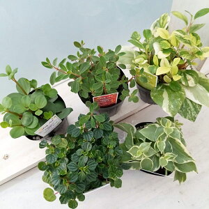 ϗtA/[]؂؃~A Fi킨܂~bNX@3|bg 2Zbg