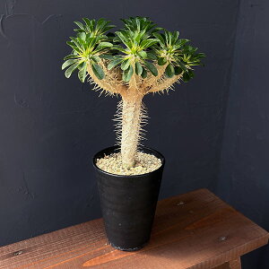 ϗtA/[tHrAFME~jAi 4A23-04