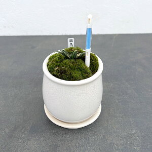 ϗtA/IgiNjFEA^XeEhSETXeB[t