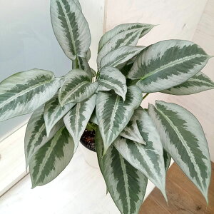 ϗtA/XLX}gObeBXFnCiGVX@5A