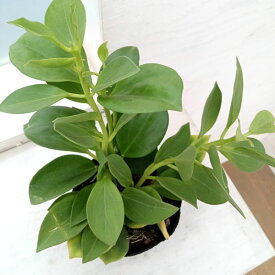 観葉植物/ホヤ：パキクラダ 3.5号ポット（花芽もしくは花座付き）