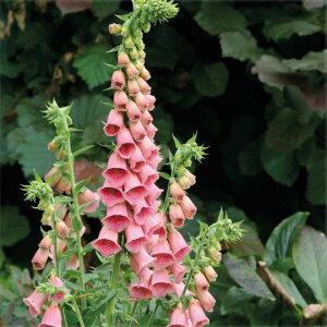 Ԃ̕c/WM^XFglVX T}[LO3|bg