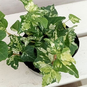 Ԃ̕c/wfiACr[jFWFCeB[3|bg 3Zbg