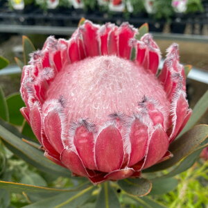 Ԗ ؂̕c/veAFI[XgXsN@7A25-01