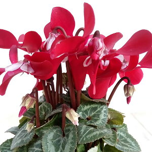 Ԃ̕c/VNF~j@X[p[WbNXCbh2|bg