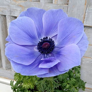 Ԃ̕c/Ally-KIWAMI-zF|g u[3.5O|bg