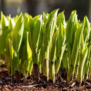 ؂̕c/ECiHpM{EVEIIoM{EVjFW{ECV3.5|bg