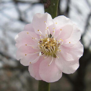 Ԗ ؂̕c/niEiԔ~jFv̂܂ ~͎d4A