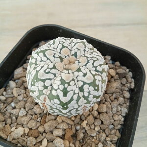 ϗtA/AXgtBcF V^Cv 6cmXNGA23-02