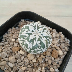 ϗtA/i킯jAXgtBcF V^Cv 6cmXNGA23-12