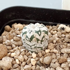 ϗtA/i킯jAXgtBcF V^Cv 6cmXNGA23-22