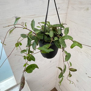 ϗtA/zFGveBJ@4݂蔫*