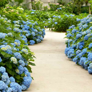 Ԗ ؂̕c/[]AWTCFGhXT}[UIWi3.5|bg 20Zbg