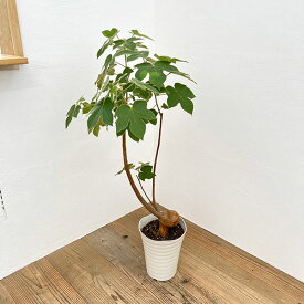 観葉植物/ブラキチトン（ボトルツリー）：ビドウィリー　7号鉢植え24-04