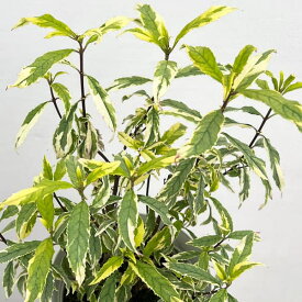 草花の苗/[アーリーサマーセール]プロスタンテラ：ミントアイス5号鉢植え