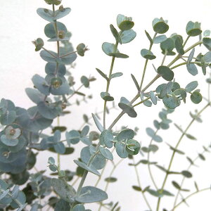 Ԗ ؂̕c/[JFOj[ZNg3|bg