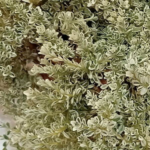 Ԃ̕c/^CiقӂjFzCbvN[2.5|bg