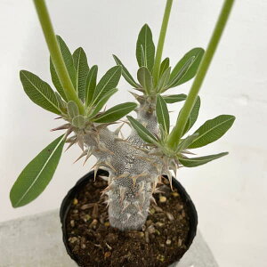 ϗtA/pL|fBEFfVt[ij 3.5|bg*