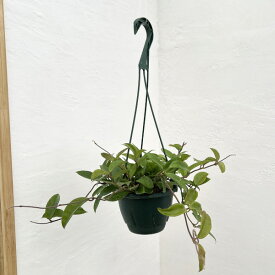 観葉植物/[アーリーサマーセール]ホヤ：カルノーサ　グリーン　5号吊り鉢
