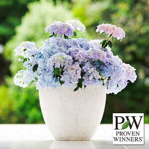 Ԗ ؂̕c/[]OWAiAWTCjFNX^F[y2z3.5|bg 12Zbg