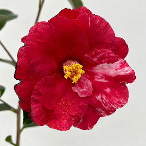 Ԗ ؂̕c/coLiցjFrfie4.5|bg