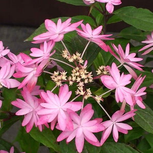 �Ԗ� ��؂̕c/���}�A�W�T�C�F�I�g���m�}�C�i�����̕��j2.5-3���|�b�g