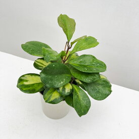 観葉植物/ホヤ：オボバタ（斑入り）4号