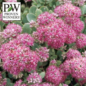 Ԃ̕c/Z_FRh@Vo[`F[11cm|bg