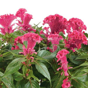 Ԃ̕c/ZVAFzbggsbN@sN3.5|bg