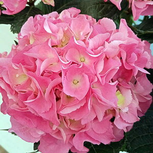 Ԗ ؂̕c/AWTCFA[[[YisNj3.5|bg