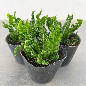 ϗtA/[UEt@[ZNg]AXvjEi^j^jFGCg@3|bg