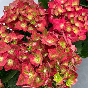 Ԗ ؂̕c/AWTCFt@[XgO[3.5|bg