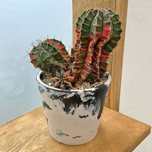 ϗtA/T{eFMmJLE@nCubh@524-05