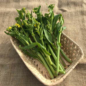 ؂̕c/Tg[{C(R) ZԖEX NLbR[3|bg